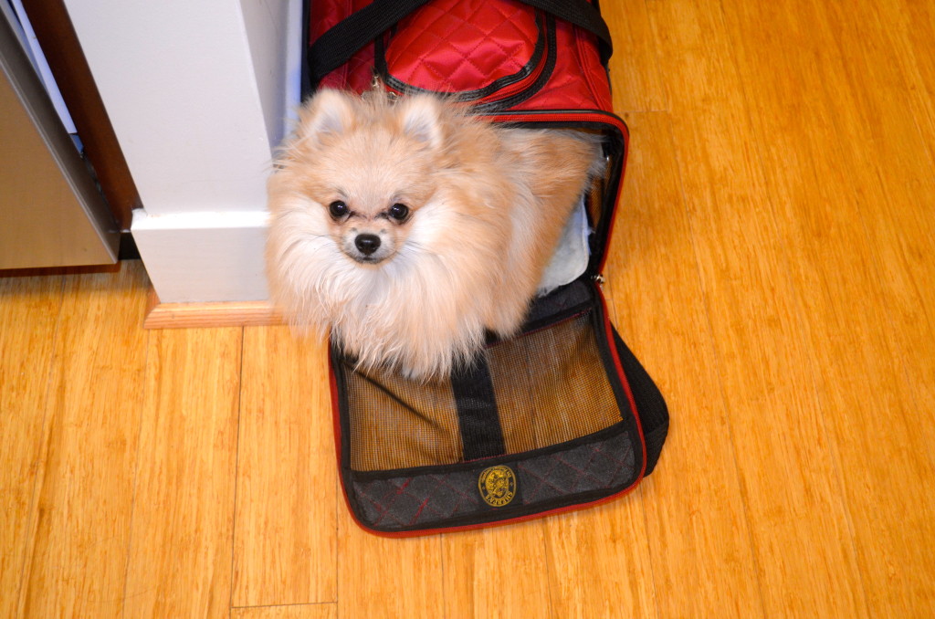 Coming out of her carrier. Almost too big for it! wow