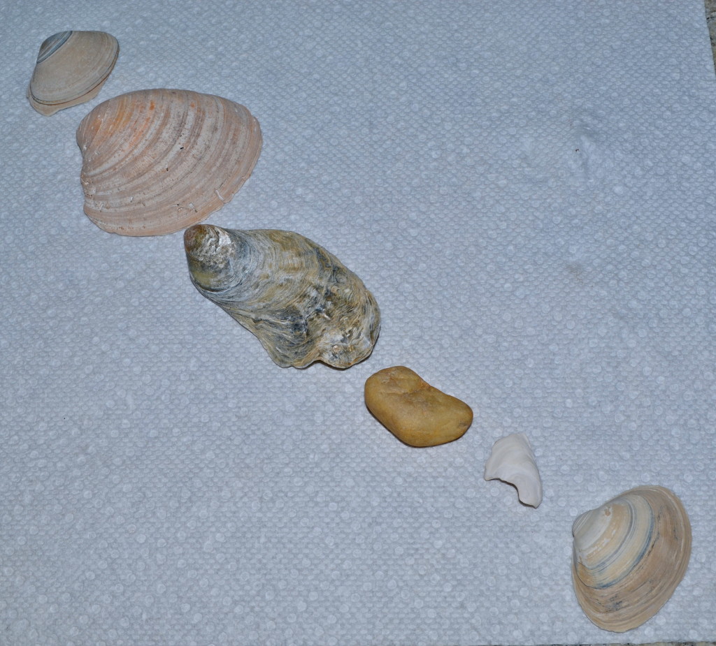 seashells 