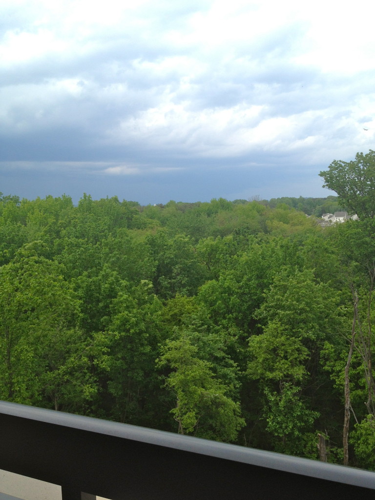 Beautiful trees. The windows are HUGE!