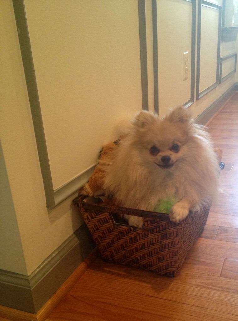 WHAT IS IT WITH MY PUP AND BASKETS!?