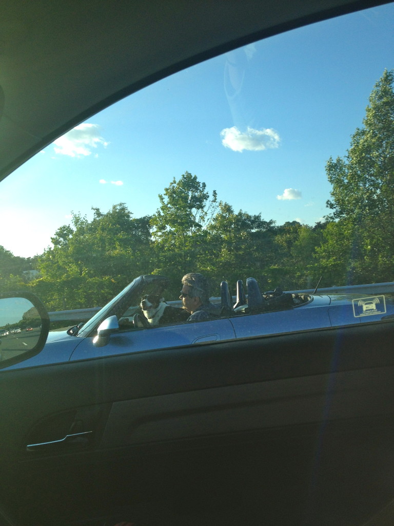 Puppy with the top down