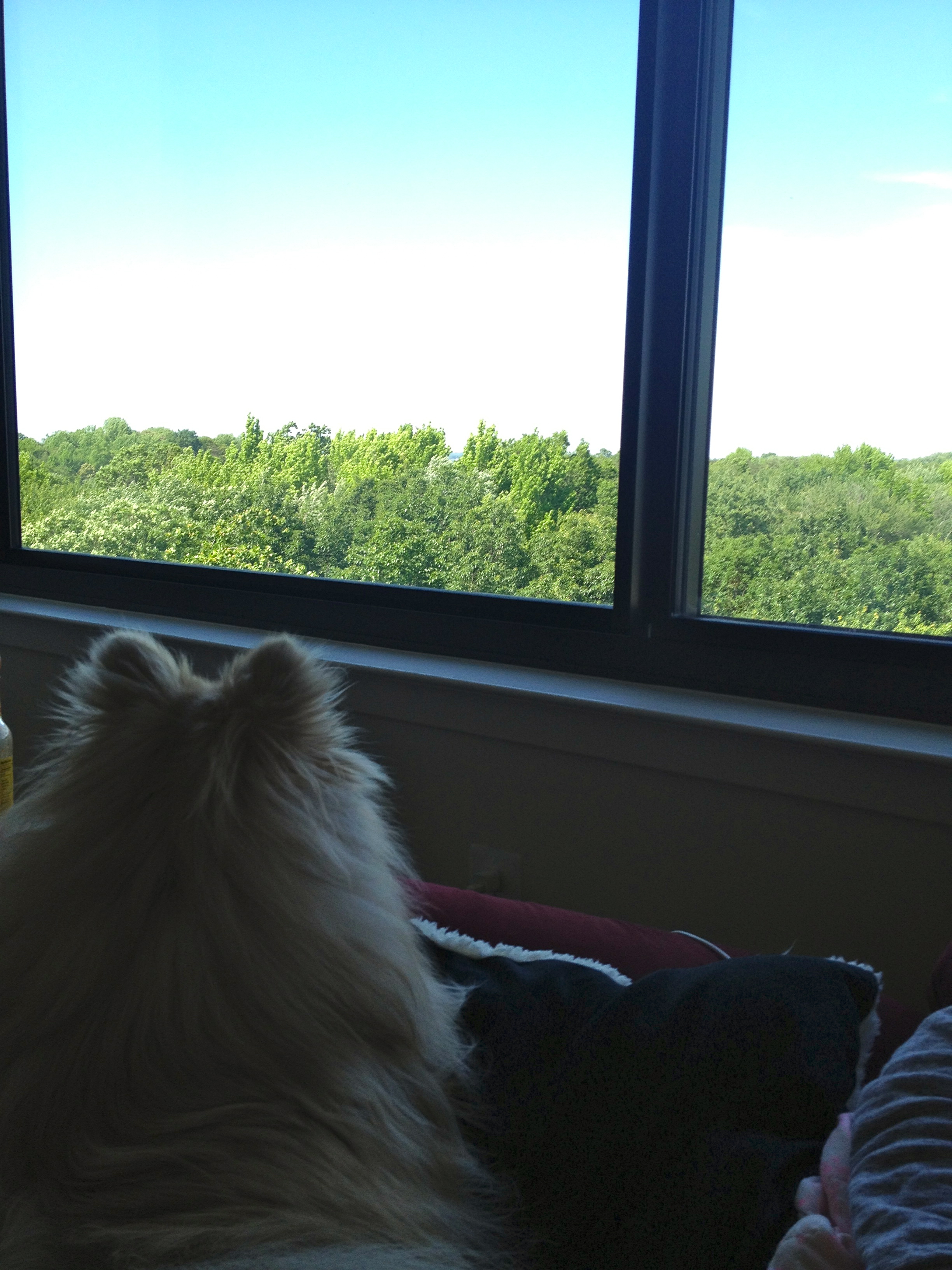 This is our view next to my recliner. She just adores sitting here and watching the birds and planes :)