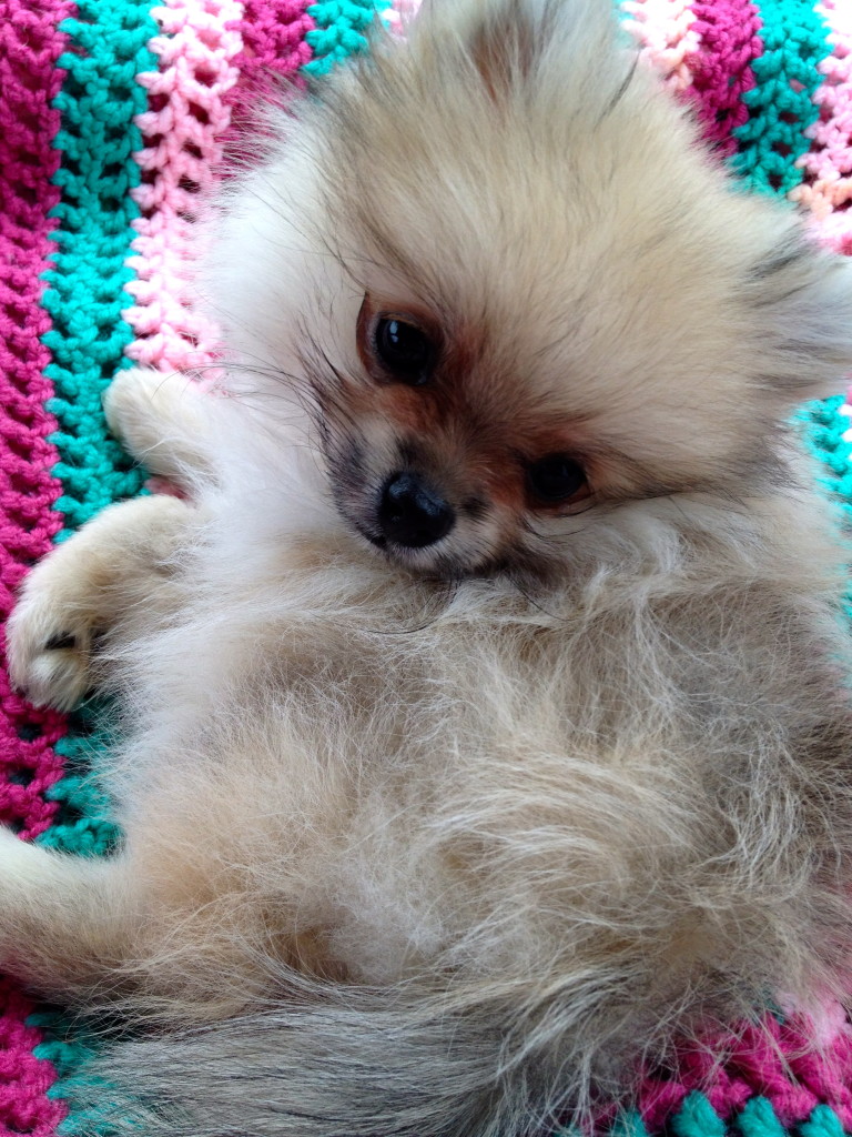 The day I brought her home! On my lap in the car from Southern MD :)