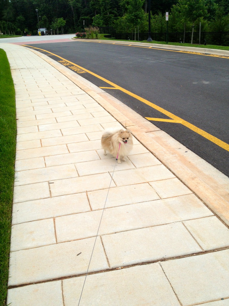 The warm up part of our walk. She's so cute and small!