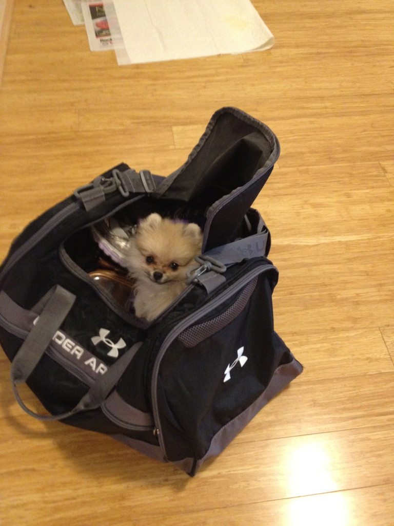 Surprise, I'm in your gym bag!