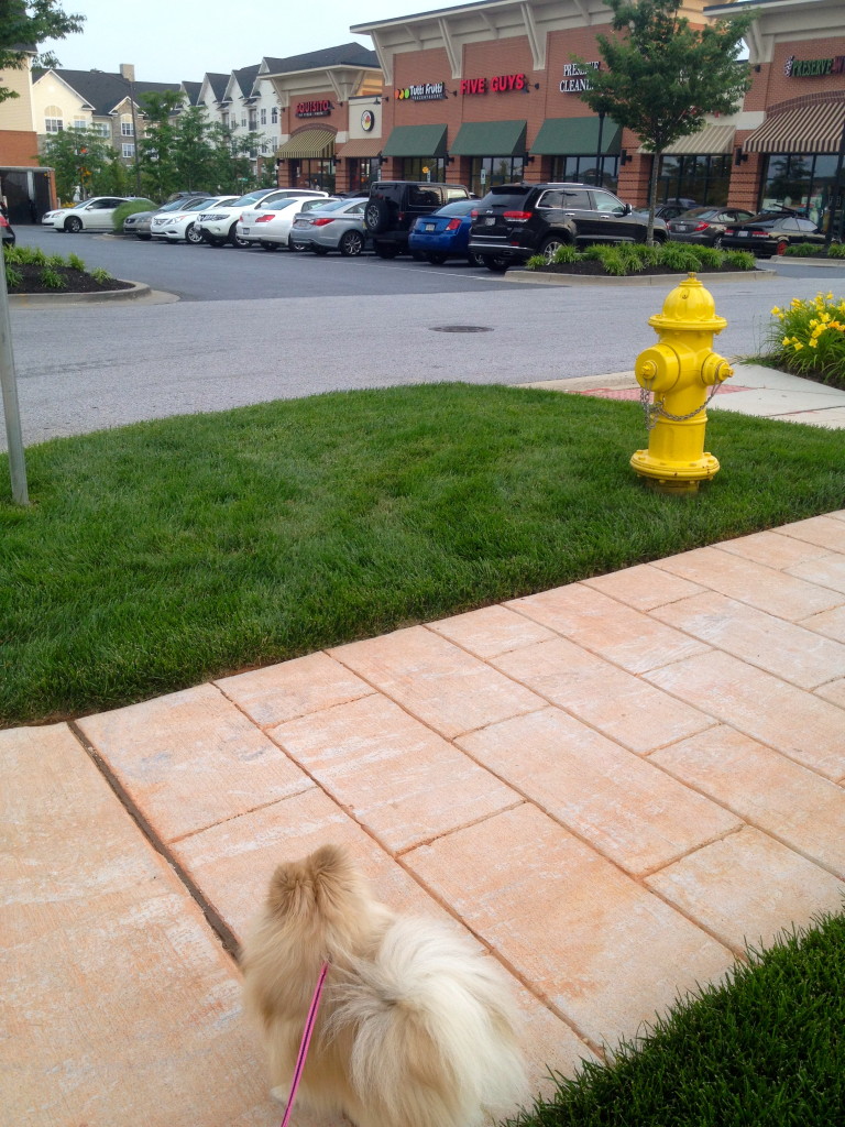 Phoebe staring at the fro yo place.... it haunts us