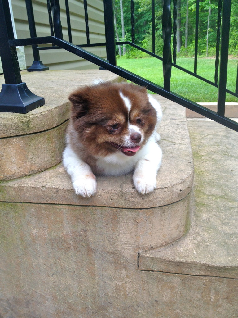 Shelby chillin' on the steps 
