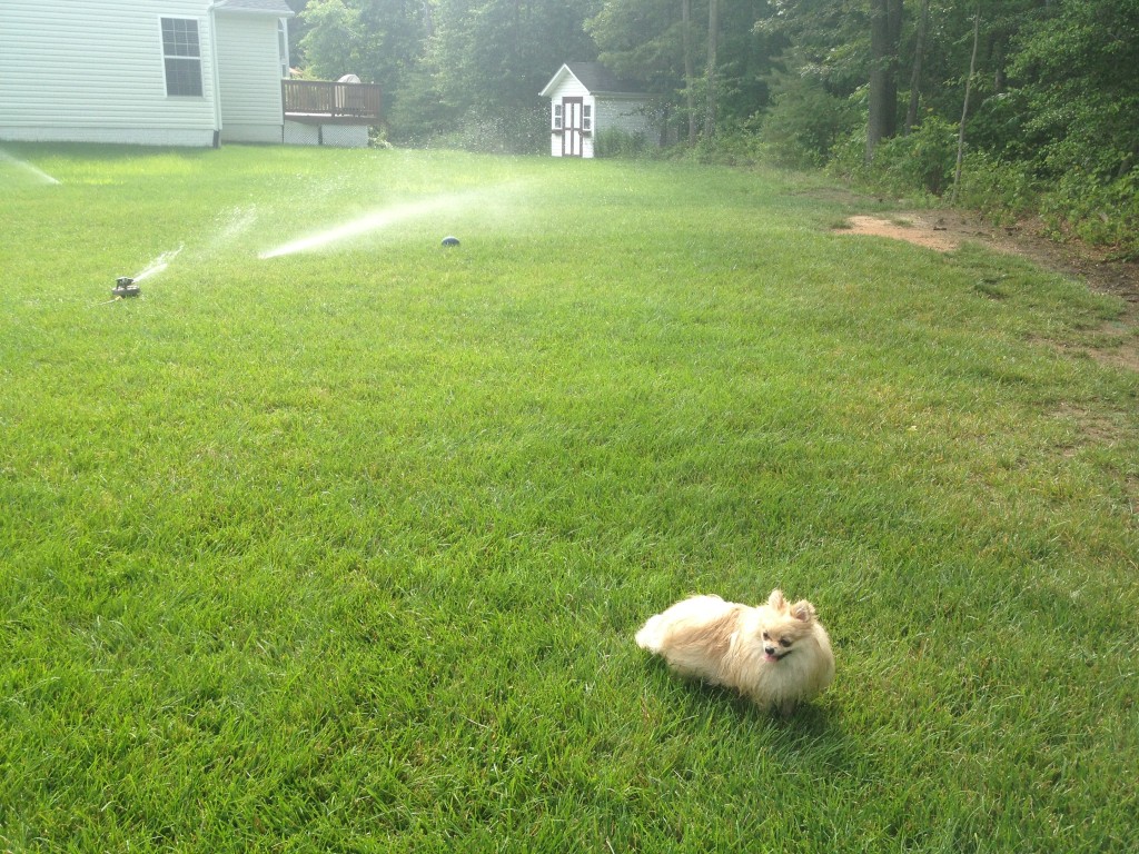 My parents have underground sprinklers too that pop up. My dad turned them on for Bella. How fun!