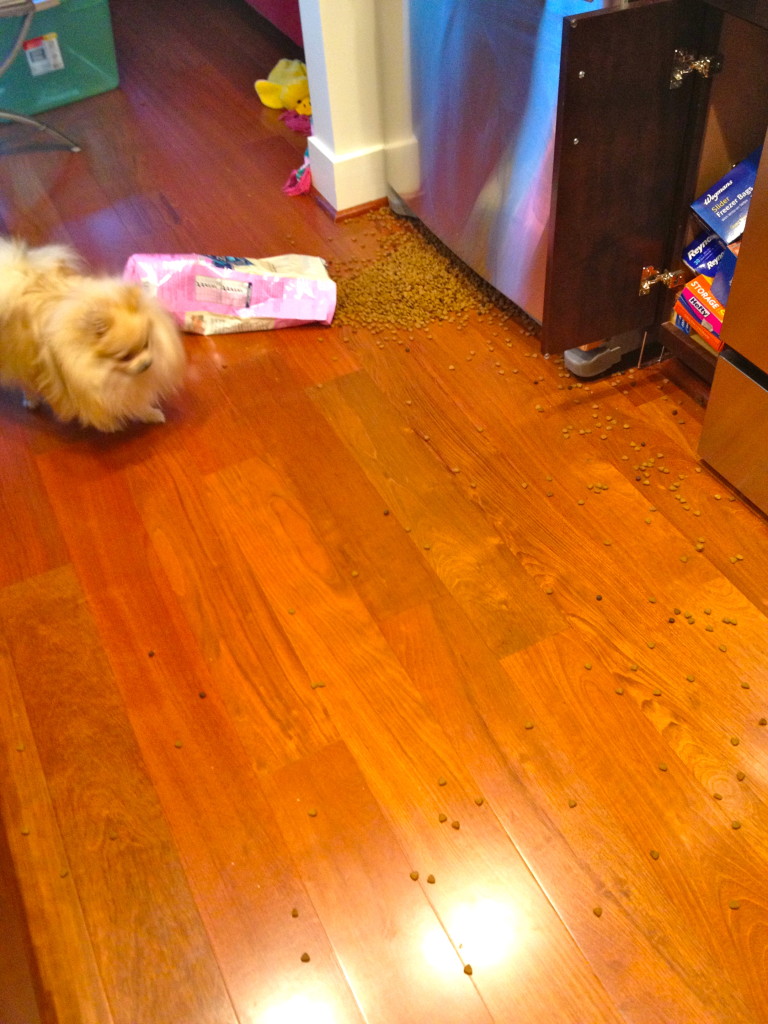puppy food spilled