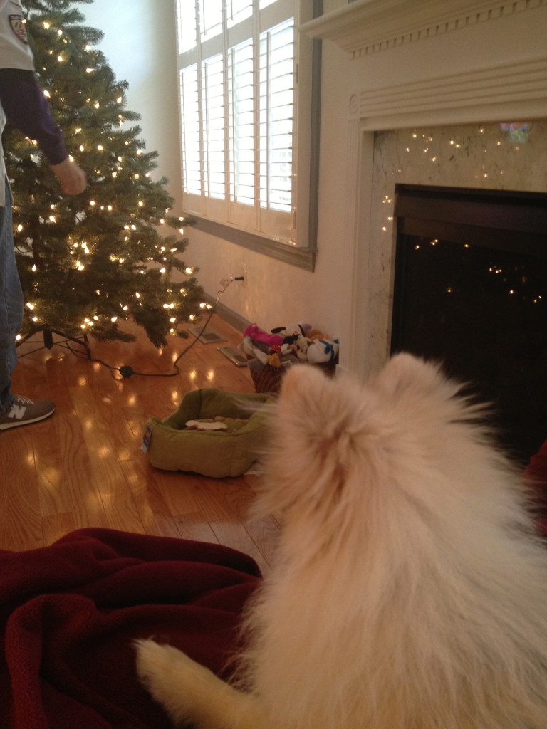 Phoebe watching the tree