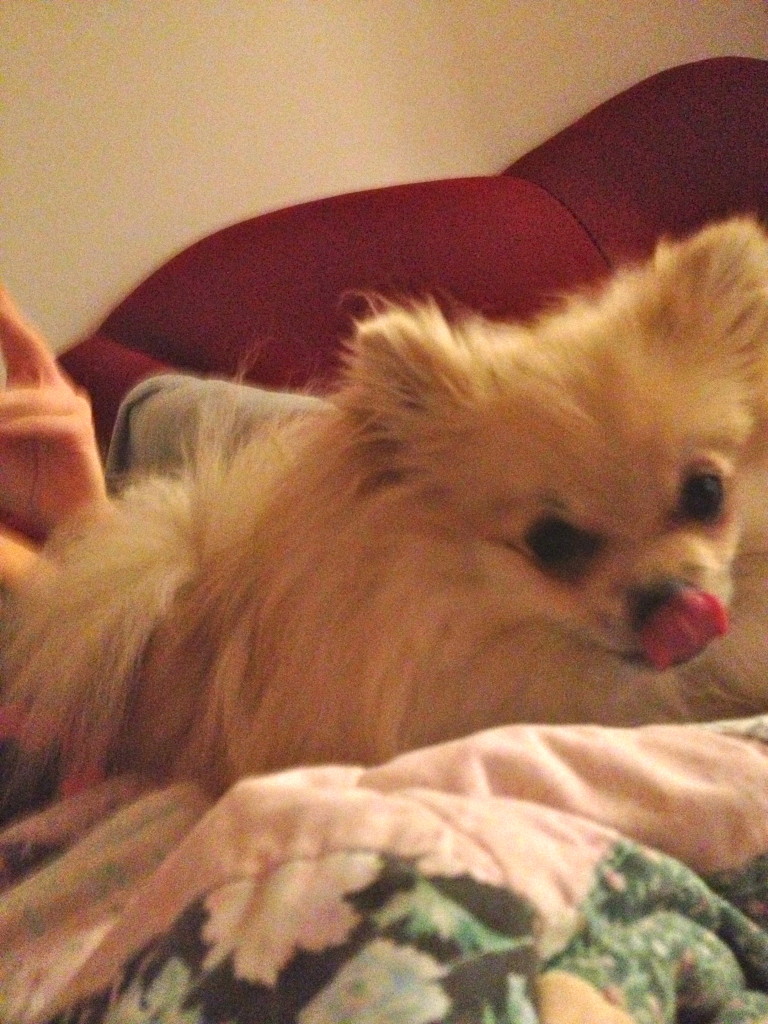 phoebe licks 