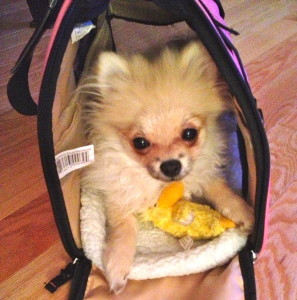 She just loves her ducky, but getting way too big for her carrier! Santa will probably bring her a new one ;)