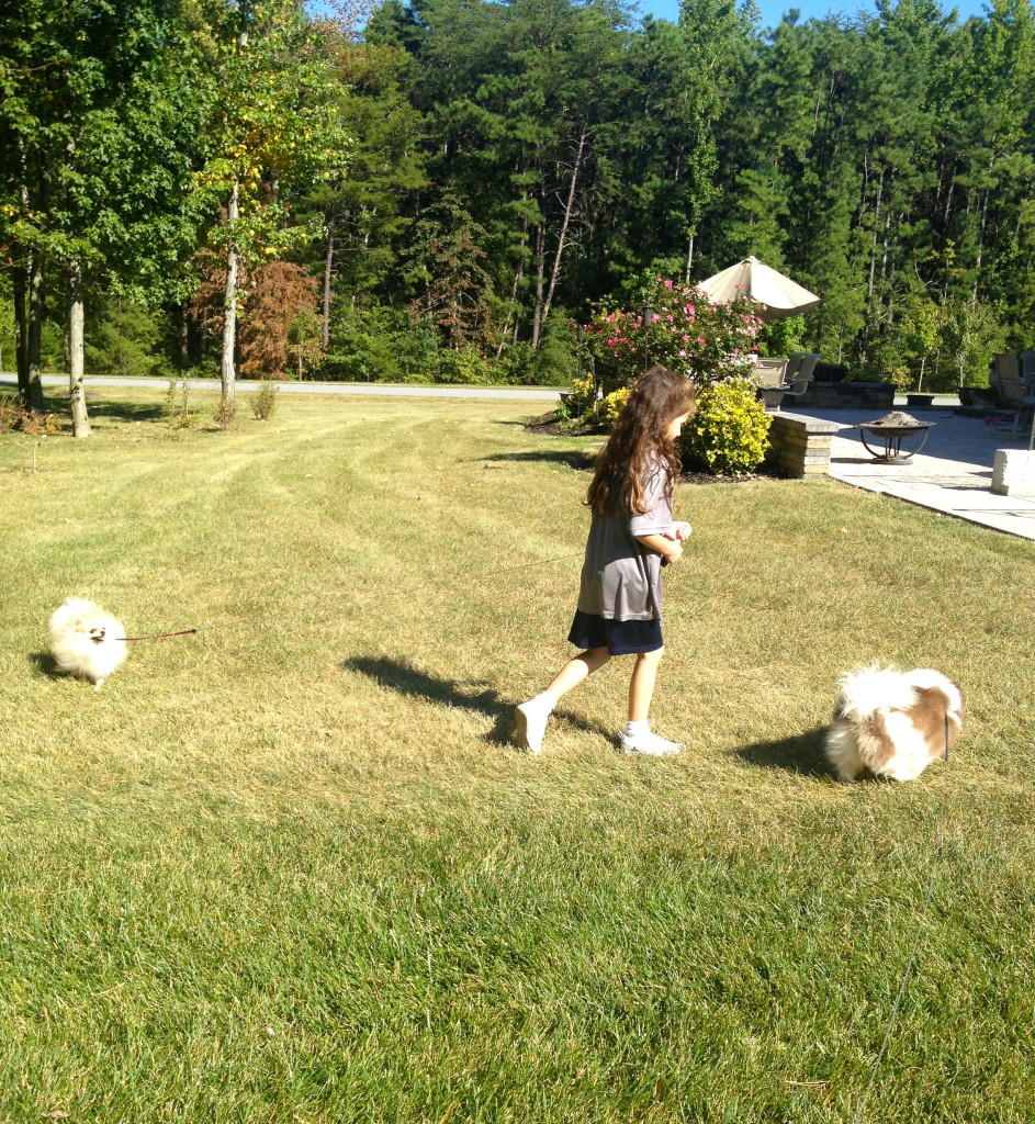 bella and the dogs