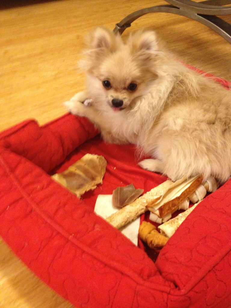 Phoebe's little bed of chewies
