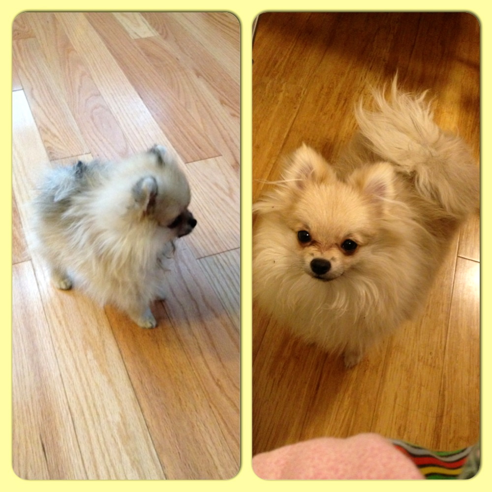 She really has turned into a beautiful Pomeranian! That period of "blowing out" did her good!
